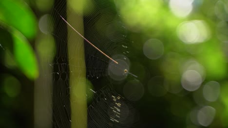 A-spider-weaves-a-web-and-sits-on-it-waiting-for-prey