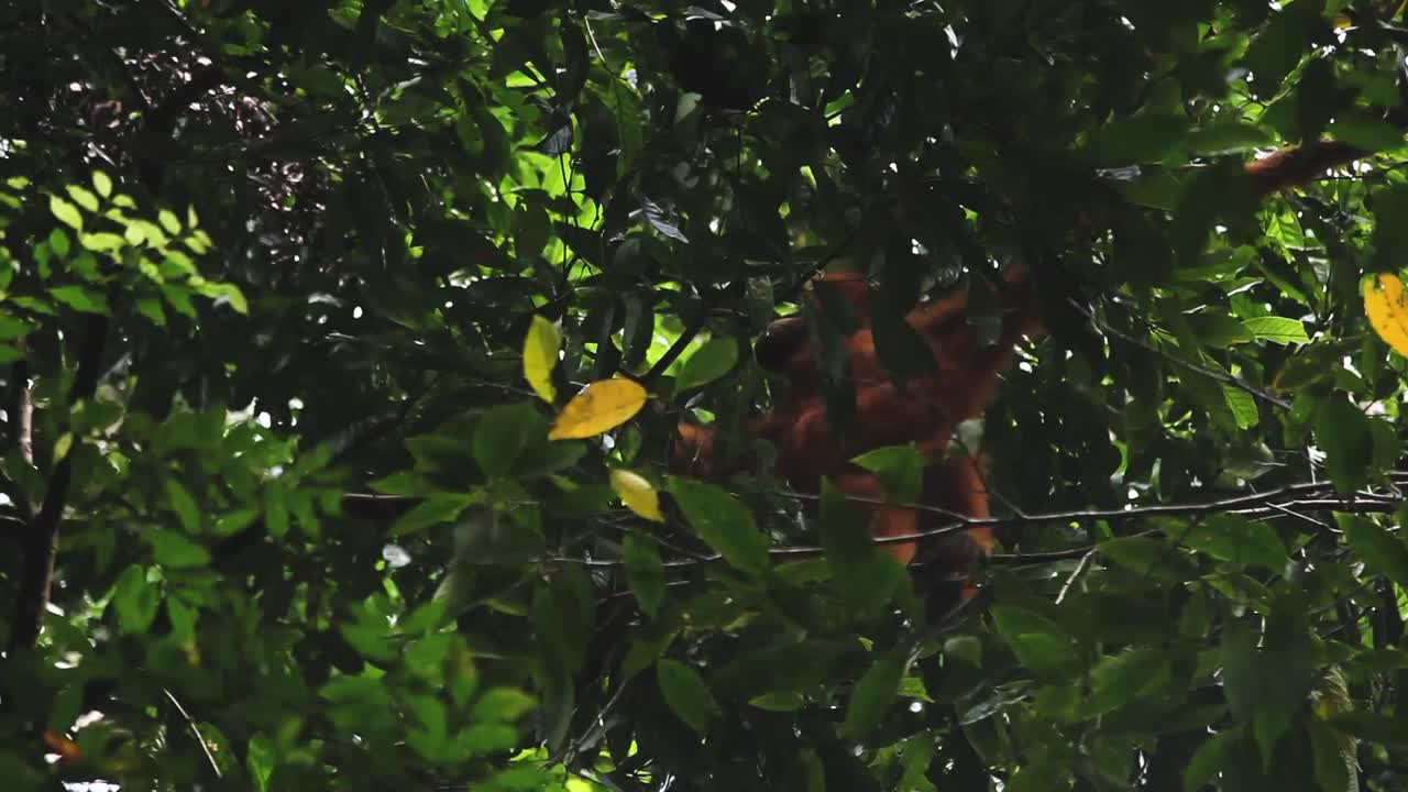 orangután moviéndose a través de las ramas en la jungla, movimiento panorámico de la cámara