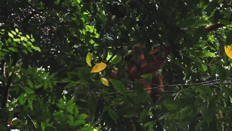 Orangutan-moving-through-the-branches-in-the-jungle,-panoramic-camera-movement