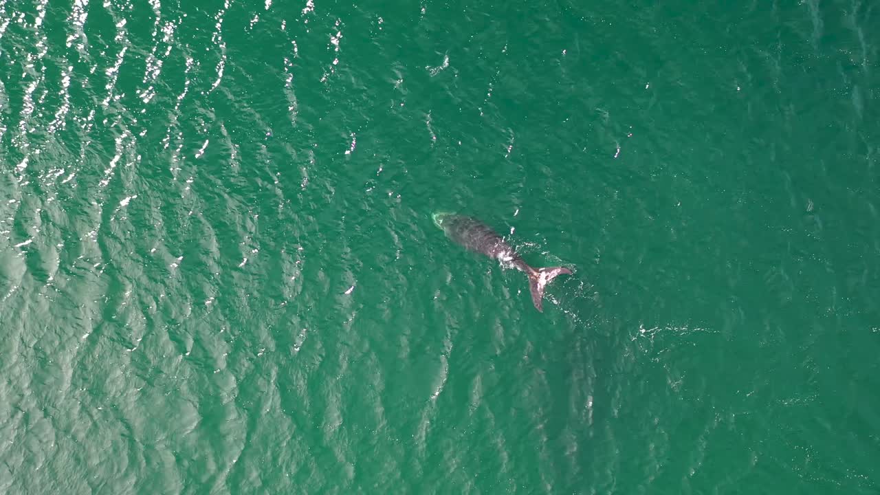 남아프리카공화국 피쉬후크의 가짜 만에 있는 남방긴수염고래와 갓 태어난 송아지의 공중 전망