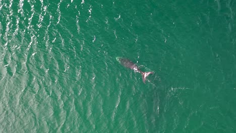 Aerial-view-of-Southern-Right-Whale-and-newborn-calf-in-False-Bay-at-Fish-Hoek,-South-Africa