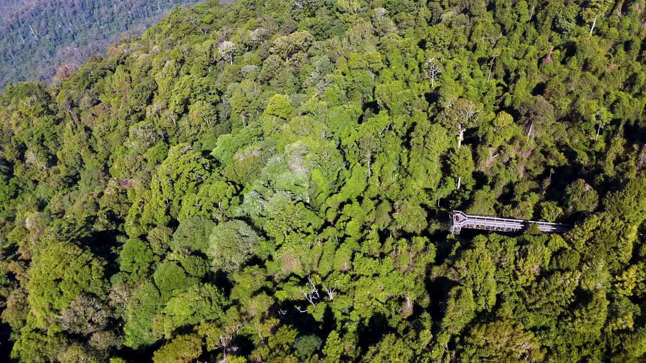 Drone footage glides above dense rainforest canopy, revealing an elevated walkway in bright daylight. Smooth camera movement highlights lush greenery and forest structure