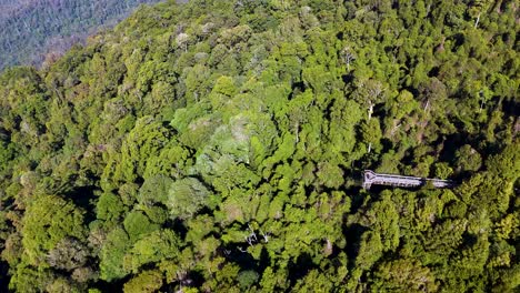 drone footage glides above dense rainforest canopy, revealing an elevated walkway in bright daylight. smooth camera movement highlights lush greenery and forest structure