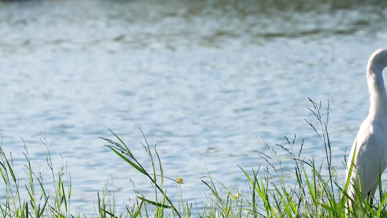 A solitary egret stands quietly among grass by the water, capturing a serene moment in nature.