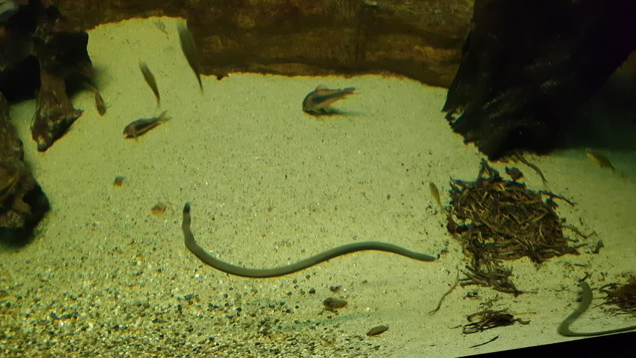 갈대와 빨간 코 테트라 물고기