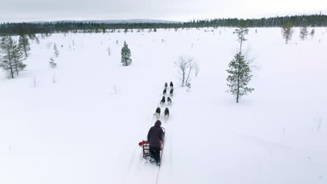 active huskies during a fitness ride in muonio finland, near lapland