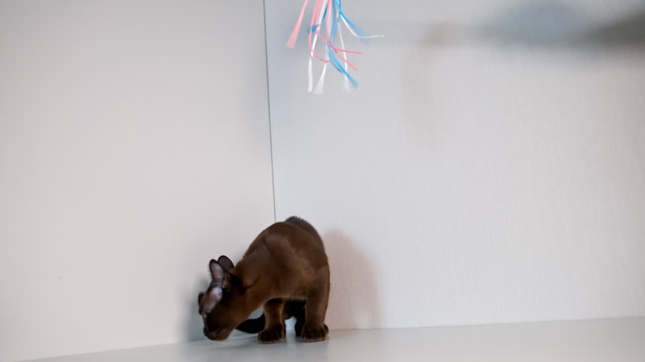 Small kitten sniffs something on shelf and plays with colorful feathers. Cat curiously looks up. Front video.