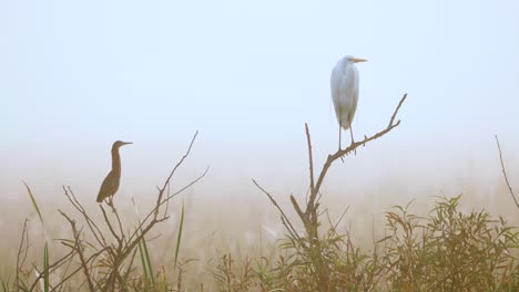 white egret and green heron perched on branches in foggy morning at swamp with bird flying by