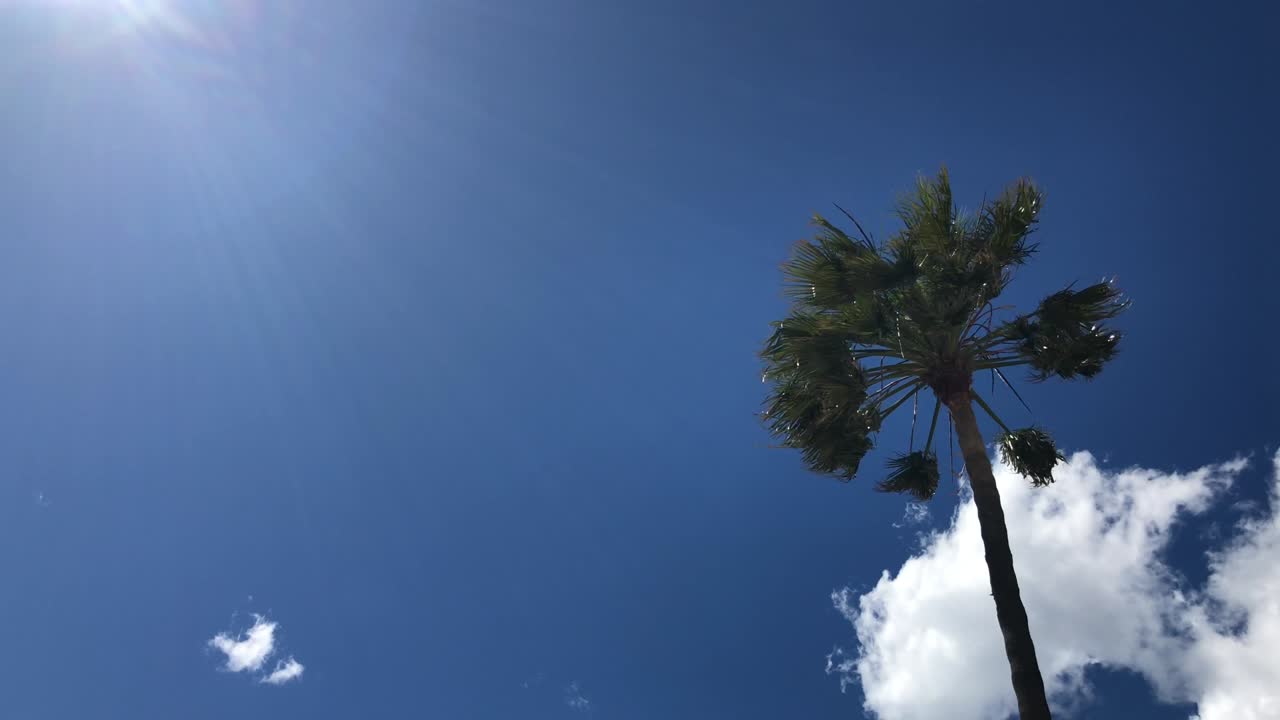 Palm tree and sun in bright blue sky