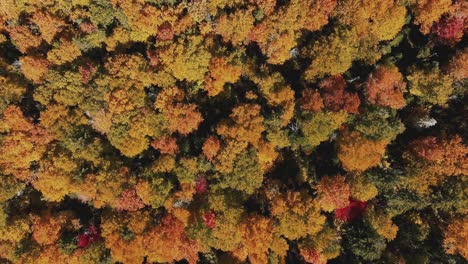 Aufsteigend-über-Farbiges-Laub-Dichter-Bäume-In-Den-Waldbergen