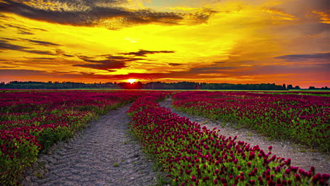 stunning sunset over a field of red clover