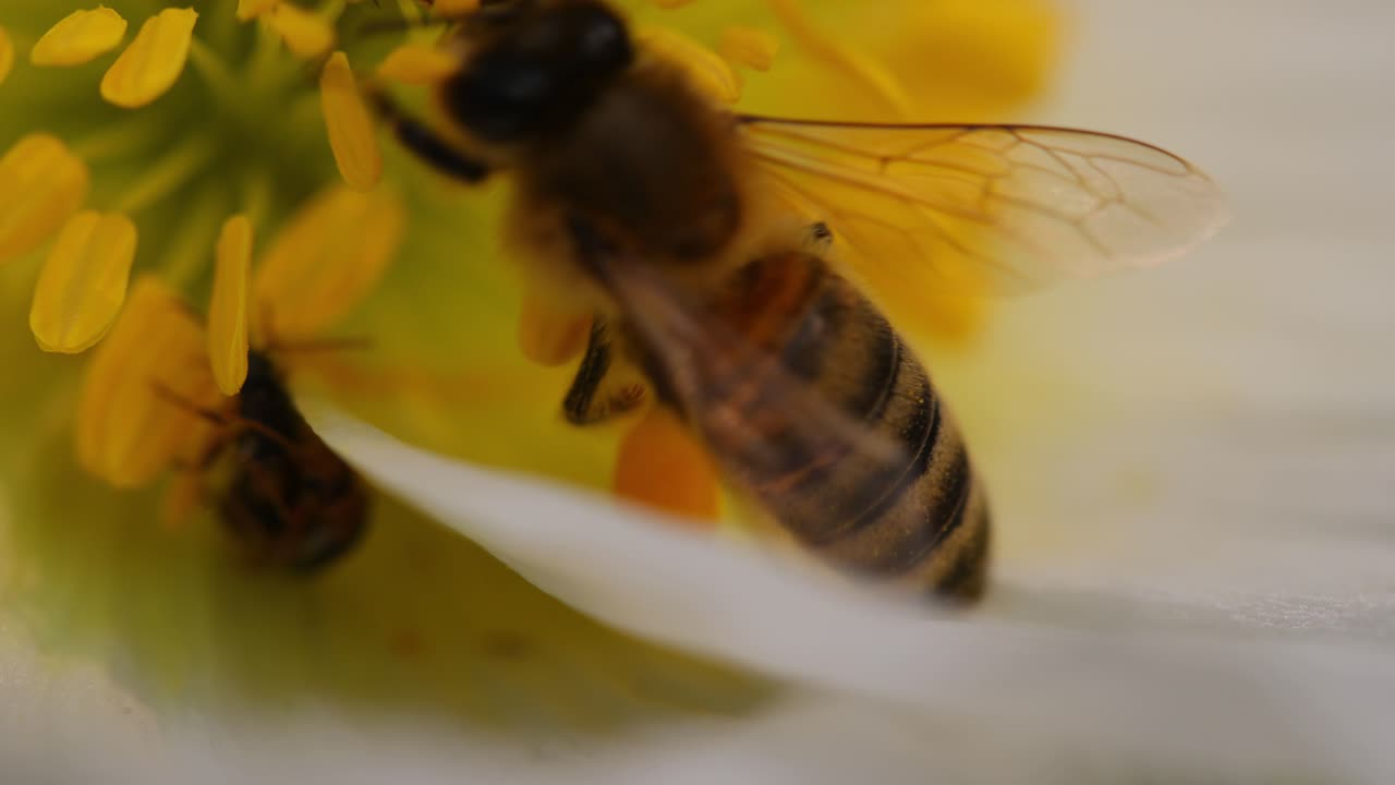Premium stock video - Macro of a honey bee gathering pollen, with other ...