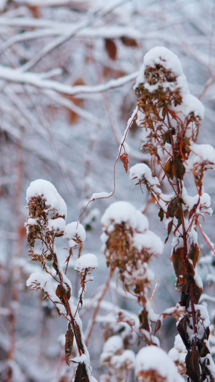 Primo piano di piante secche coperte di neve fresca.