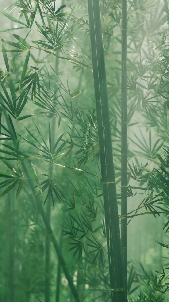 el bosque de bambú brumoso