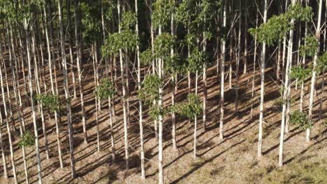 Tiro-Panorámico-Vertical-De-Un-Bosque-De-Eucaliptos,-Mostrando-Los-Troncos-De-Los-árboles,-Vista-Lateral,-Uruguay