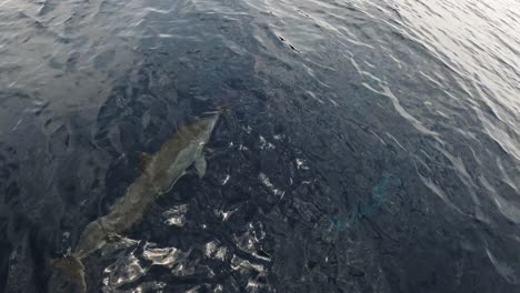 spinner dolphins - freedom - swimming by boat