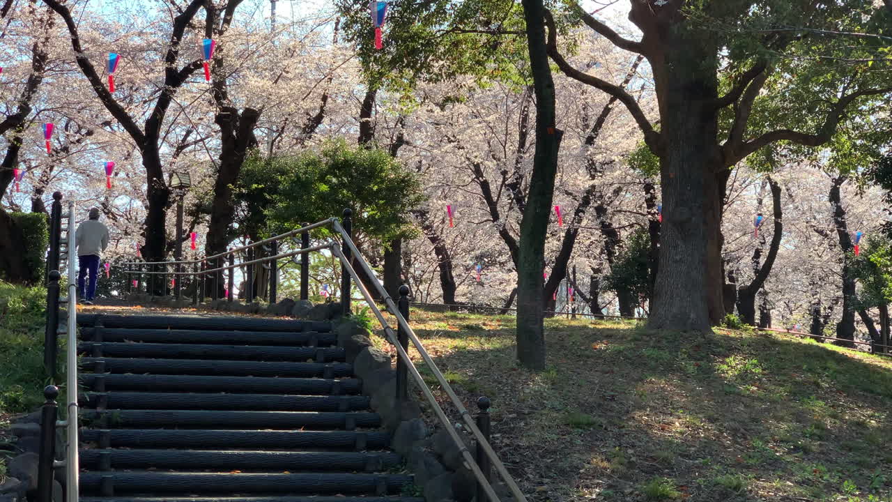 gente caminando en los senderos del parque asukayama alrededor de flores de cerezo fucsias, lámparas de papel y una escalera de piedra en el frente