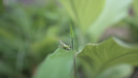 Detail-abstract-shot-of-a-cluster-of-leaves