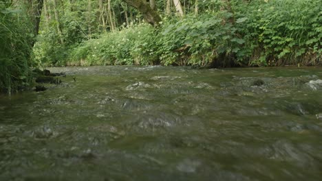 POV-from-in-the-water-of-a-flowing-river-in-English-forest