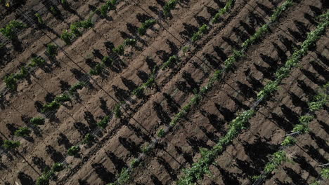 toma aérea volando sobre un viñedo, como plantación de uva proyectando sombras abstractas en el suelo