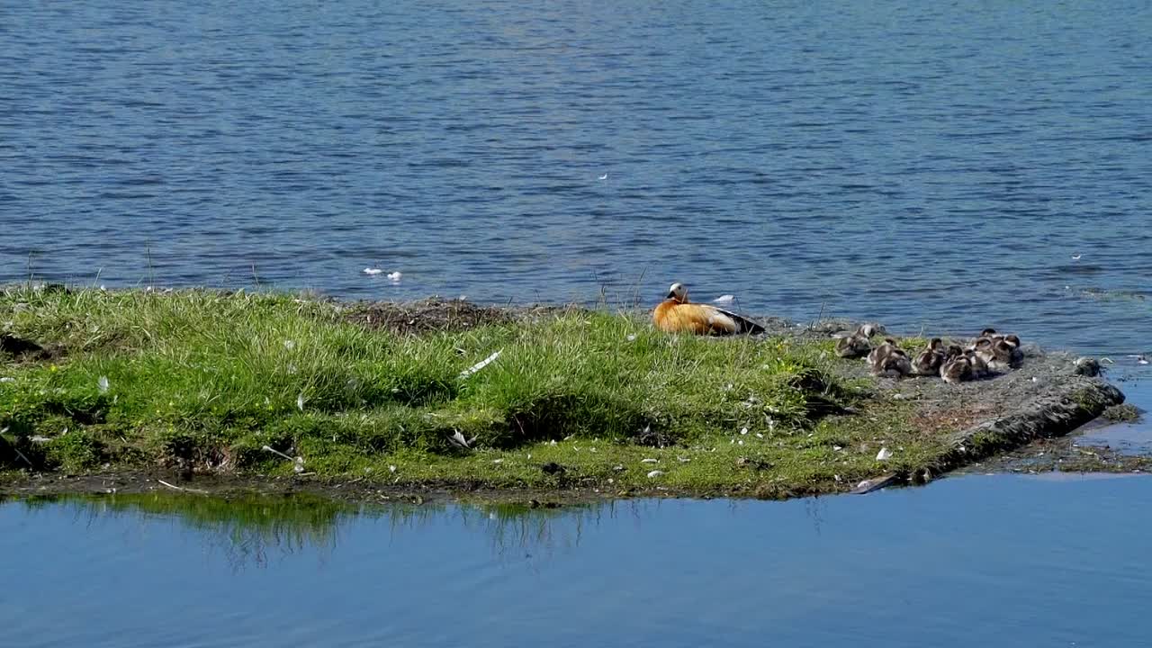 호수와 초원, 베이잉골 몽골 자치구, 신장, 중국.