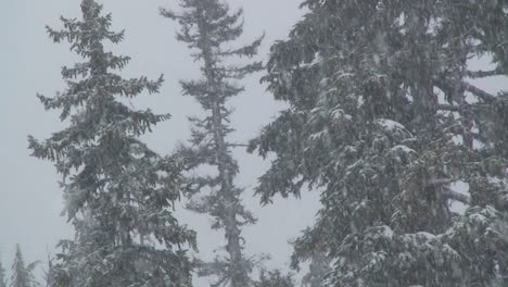 Fuertes-Nevadas-Caen-En-Un-Bosque-2