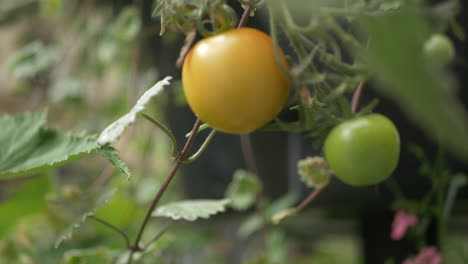 wide shot of ripening tomatoes on the vine on a bright day