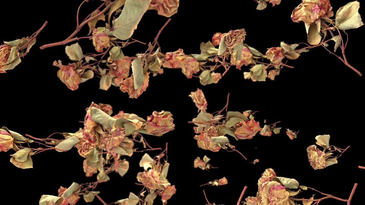 플라이인 로즈 4k