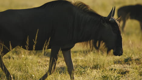 in the soft orange light of dawn, a wildebeests grazes peacefully on the verdant grasses of the african savannah, the rising sun illuminating the vast plains as a new day unfolds.