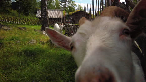 curious goat tries to smell the camera