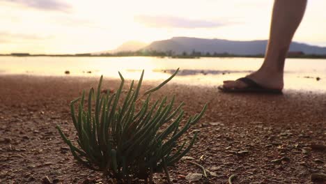 Low-section-view-of-a-man-walking-across-an-arid-landscape-that-used-to-be-a-marshland,-showing-the-effect-of-drought,-global-warming-and-climate-change