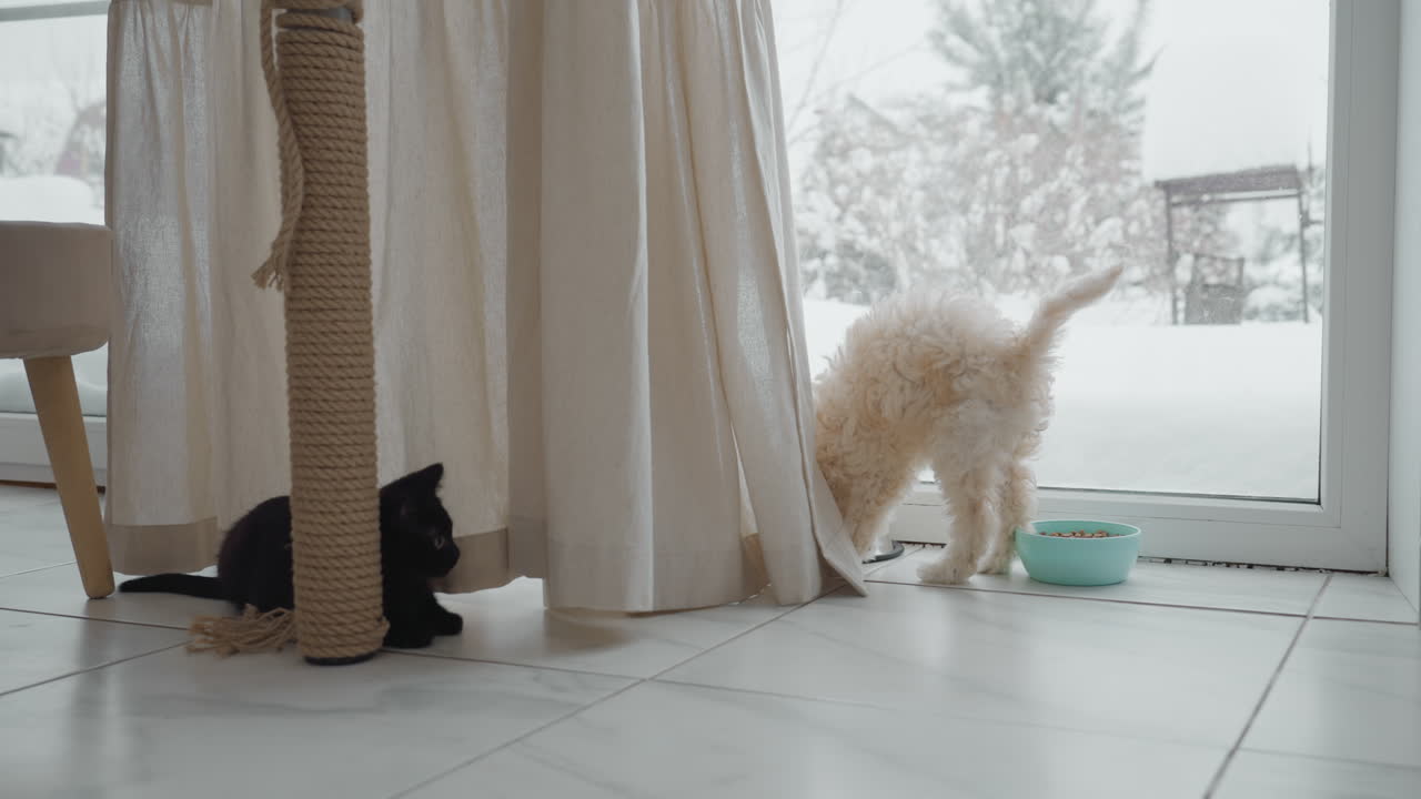 British shorthair kitten lounges on tiled floor near snowy patio door while collie puppy tugs curtain in cozy kitchen, warm morning light illuminating playful pet interaction beside potted plant