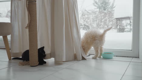 british shorthair kitten lounges on tiled floor near snowy patio door while collie puppy tugs curtain in cozy kitchen, warm morning light illuminating playful pet interaction beside potted plant