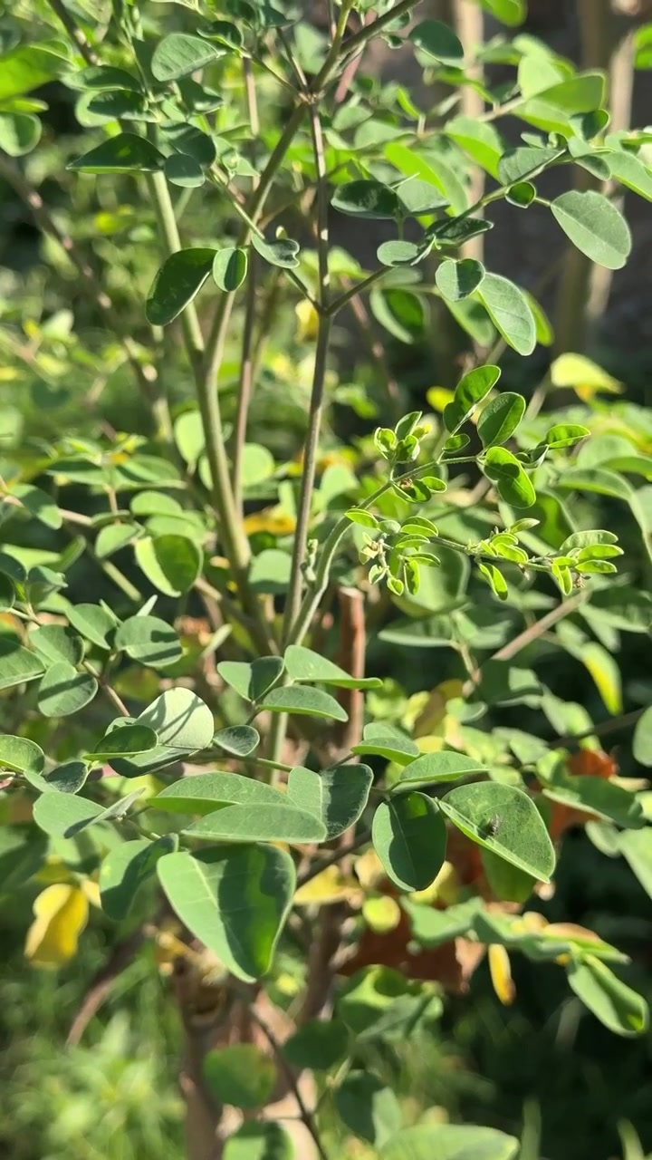 Close-up of Moringa Oleifera Plant Leaves in Sunlight