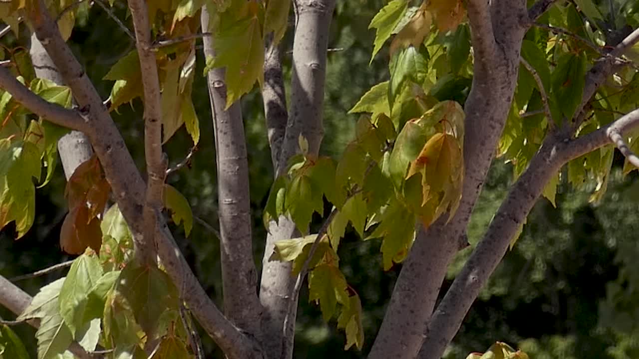 hojas ligeras soplando el viento en un árbol pequeño