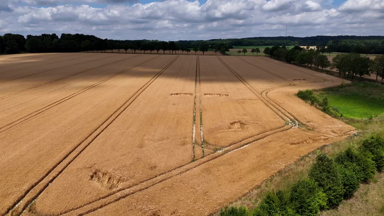 Drone flight over golden wheat field in america during Cluny day in summer. Green forest trees and hills in distance. Pattern and lines in fields. Shadow of clouds. Wide shot.