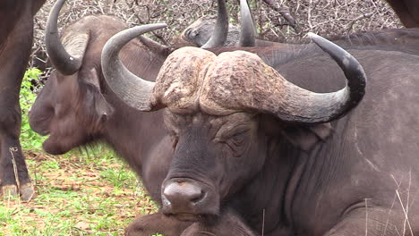 close up of african cape buffalo ruminating. static