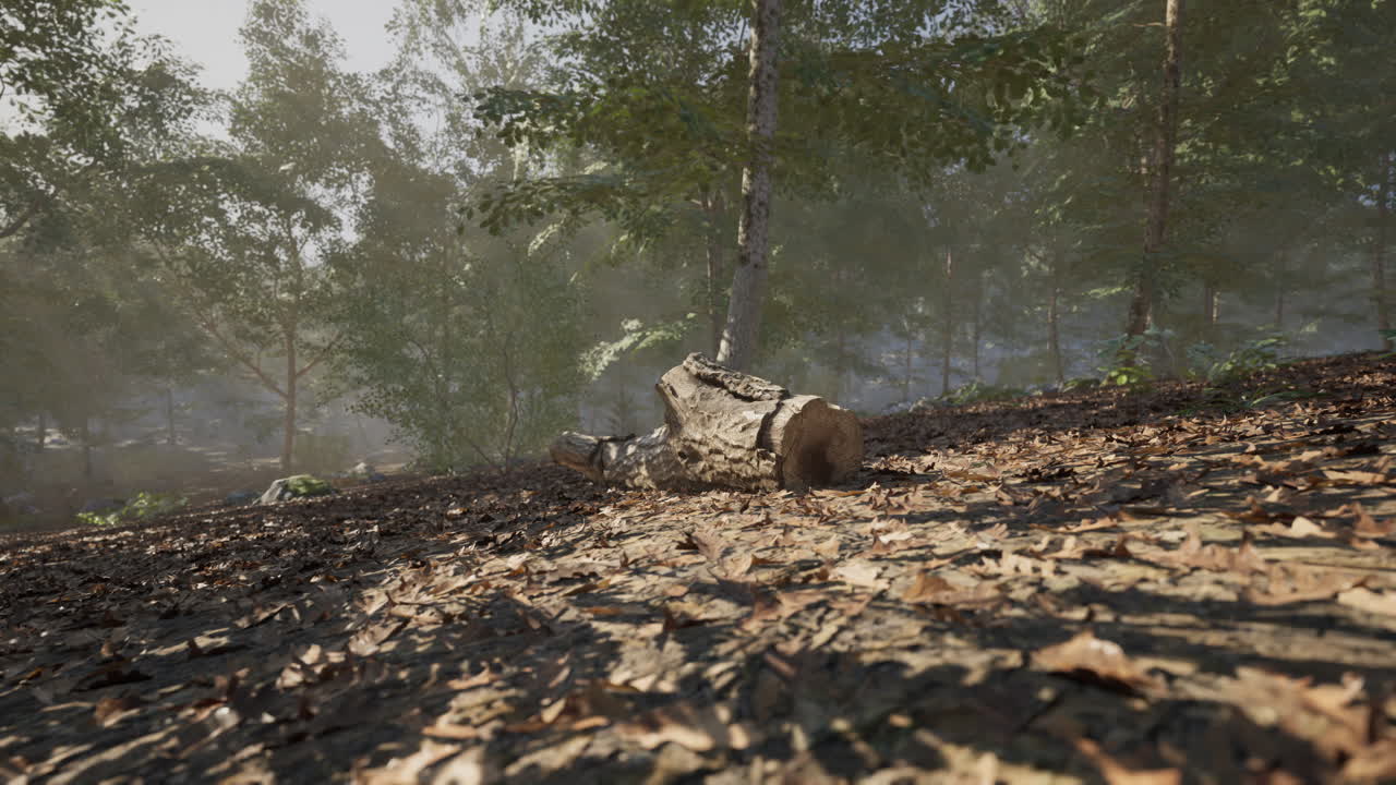 Quiet forest path with fallen log and dappled sunlight during early morning