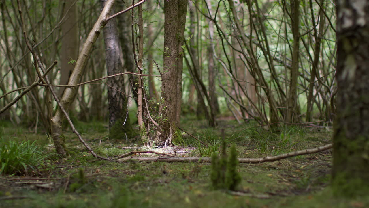시골의 숲 바닥에 누워있는 가지, 식물 및 가지의 근접