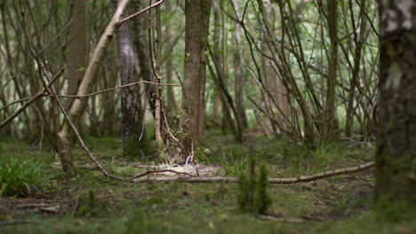 close up of twigs plants and branches lying on forest floor in countryside