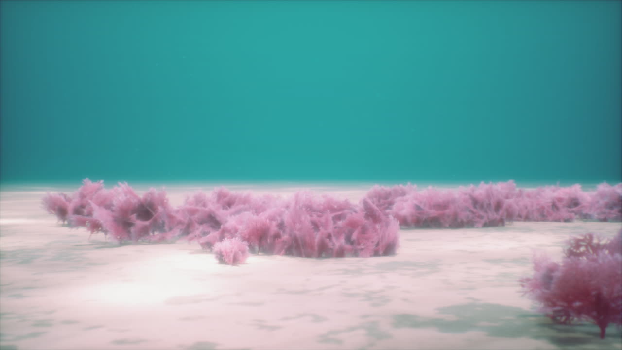 Purple and pink soft corals and red sponges