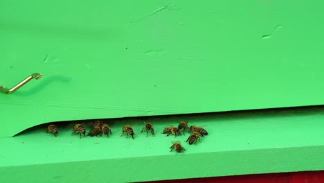 honey bee returning to hive, natural production, beekeeper farming