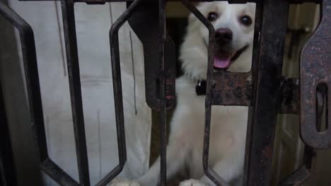 indian spitz dog wants to come out in lockdown
