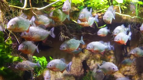 piranha - colossoma macropomum