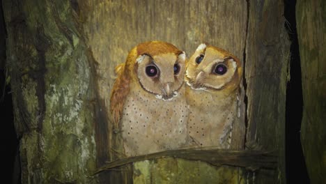 Dos-Adorables-Y-Adorables-Lechuzas-Orientales-O-Phodilus-Badius-En-Su-Nido-En-La-Noche