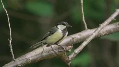 a male japanese tit sitting on a tree branch in the forest near saitama, japan - close up