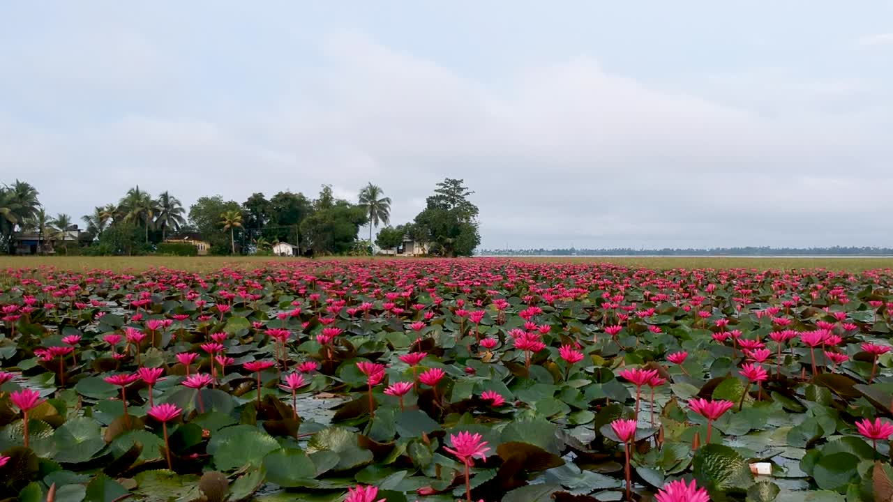 Water lily pond river sea,Water lily blooming,Beautiful aerial shot,group,Blossom ,field,red,Morning
