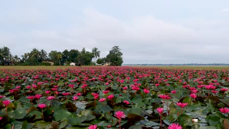 water lily pond river sea,water lily blooming,beautiful aerial shot,group,blossom ,field,red,morning