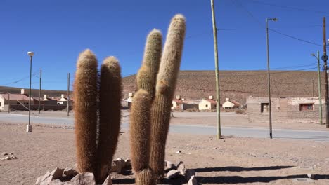 cactus en el paisaje semiárido de salta, argentina