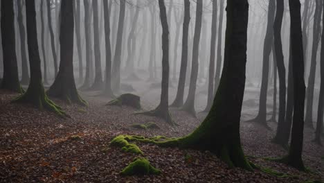 thick winter fog shrouding bare trees in mystical woodland, transforming dense forest landscape into haunting, ethereal winter environment with subdued atmospheric qualities